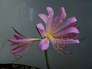Lycoris squamigera